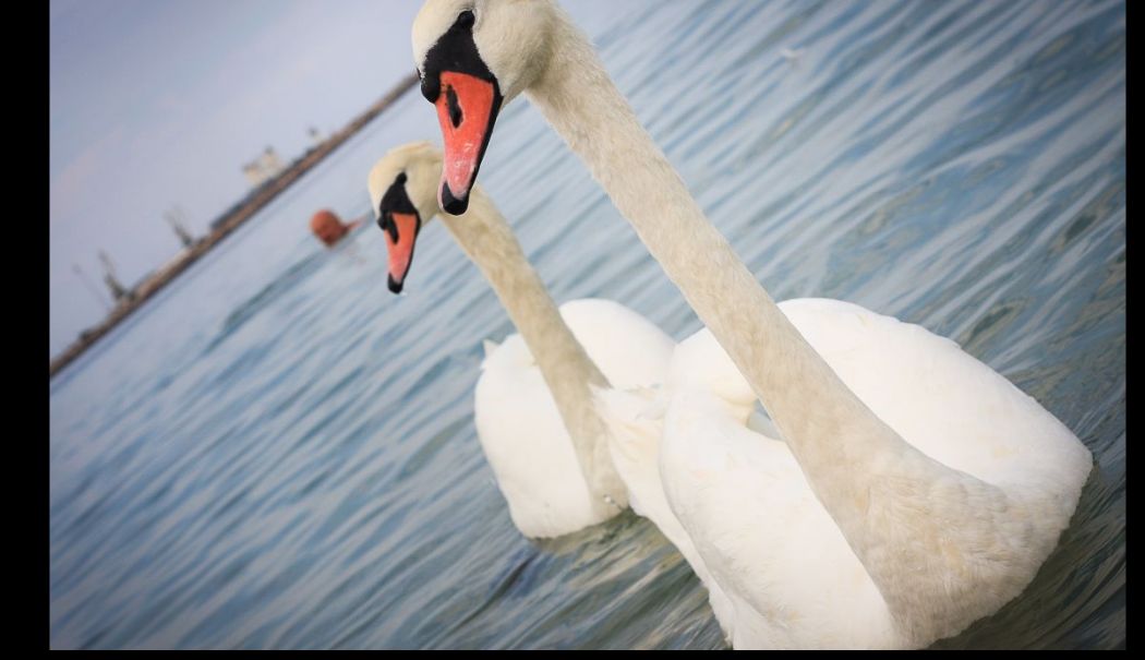 Alertă de gripă aviară H5N1 la o lebădă găsită moartă în Portul Constanța - x-gripa-aviaraa-1762171502.jpg