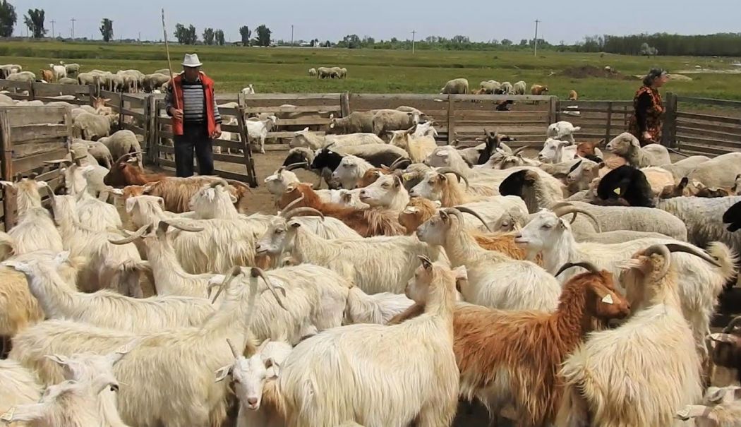 Oile și caprele afectate de pestă, în atenția medicilor veterinari - x-intalnire-2-1722943539.jpg