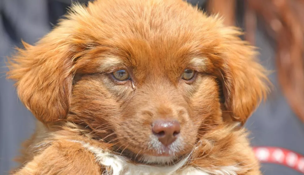 Îl vreți? Lulu este un pui mic de câine, care își caută familia