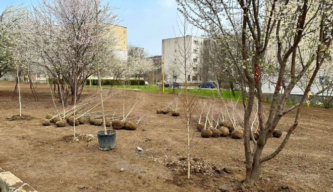 Parc cu mesteceni, în amintirea persoanelor dragi, decedate, la Constanța - x-mesteceni-2-1679580580.jpeg