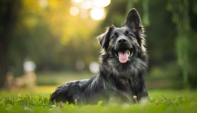 Aveţi un câine? Microciparea patrupedelor este obligatorie