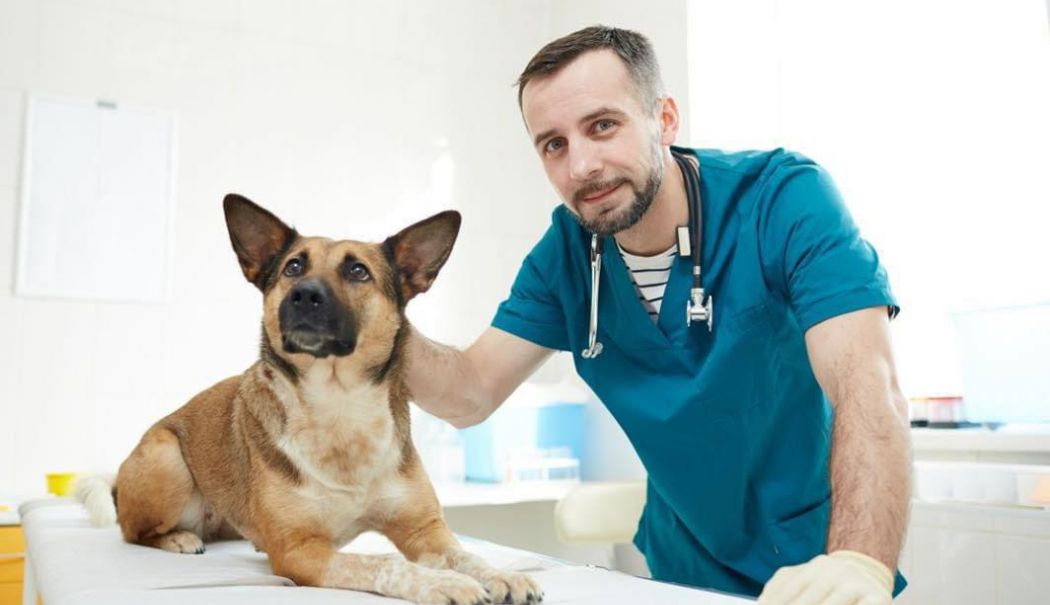 Fără cip, Luna ar fi hoinărit şi acum pe străzi. Căţelul a fost recuperat, în cele din urmă, de stăpânii săi - x-microcipare-1731585366.jpg