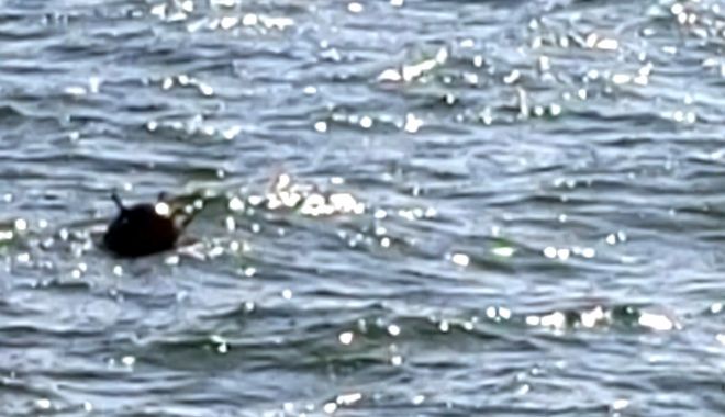 Mină marină depitată de polițiștii de frontieră în Marea Neagră, la 7 mile marine est de Sulina