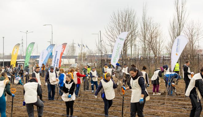 Peste 16.000 arbori și arbuști, plantați în cea de-a doua pădure urbană din Constanţa