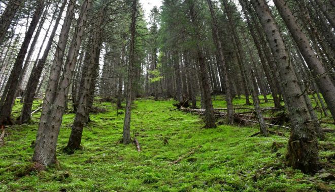 România va înfiinţa zeci de mii de hectare de păduri noi și suprafețe cu vegetație forestieră - x-paduri-1707476928.jpg