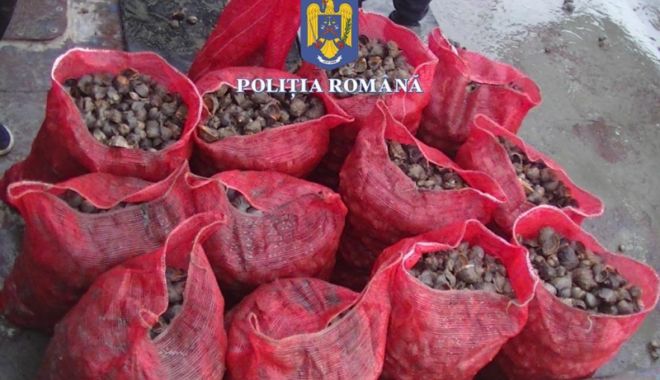 PESCADOR încărcat cu aproape jumătate de tonă de rapane, depistat în Marea Neagră - x-pescuit-ilegal-1686563674.jpeg