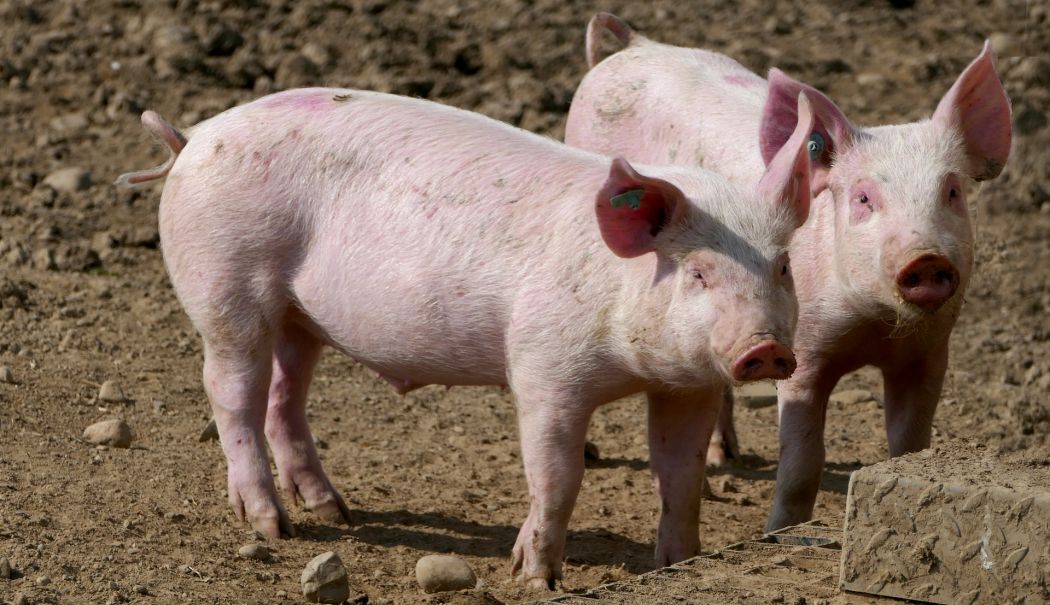 Alarmă la Năvodari. Un nou focar de pestă porcină africană confirmat - x-pesta-1763041238.jpg