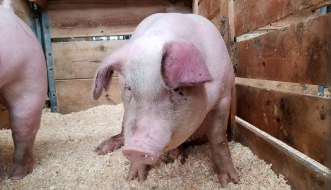 România, evaluată în ceea ce privește eficiența măsurilor de prevenire a pestei porcine africane - x-pesta-porcina-1680269339.jpg