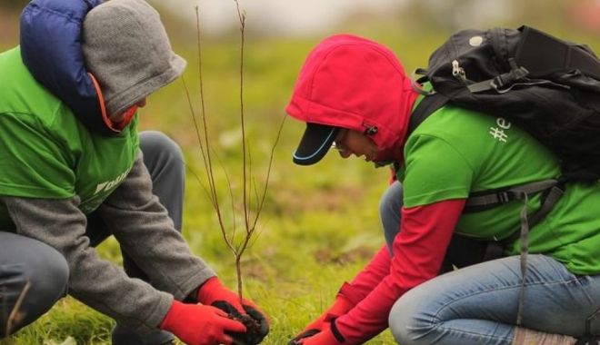 Adoptaţi un copac la Hârşova! Contribuiţi la un oraş mai curat şi mai frumos!