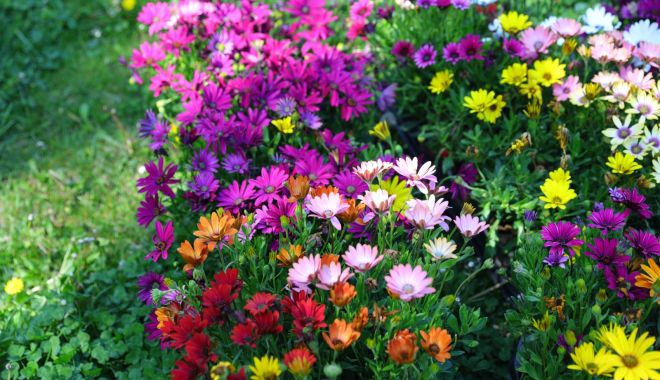 Aproximativ 90.000 de flori vor înfrumuseţa cartierele constănţene - x-plantari-1-1683811620.jpeg