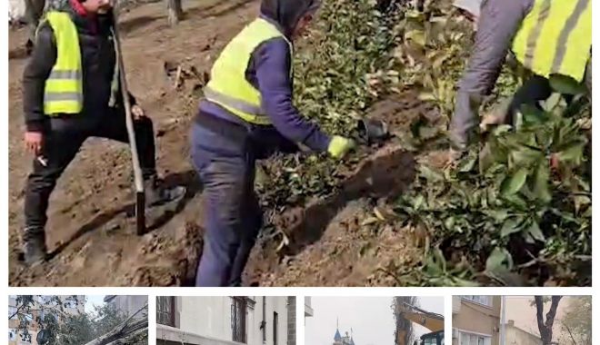 Se reface spațiul verde din municipiul Constanţa. Copacii smulşi de furtună, înlocuiţi