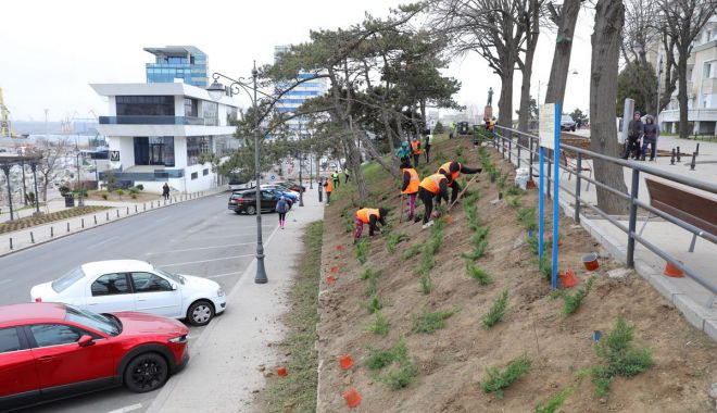 Au început plantările de primăvară. Spațiile verzi încep să prindă viață