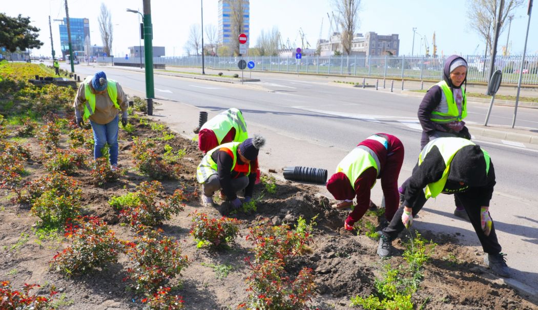 Municipiul Constanţa, înfrumuseţat cu peste 3.600 de trandafiri