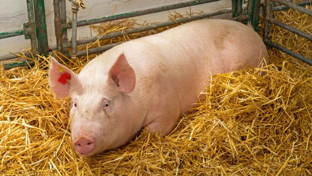 Pericolul pestei porcine africane, tot mai aproape. Crescătorii constănțeni sunt în alertă - x-porci-1764586919.jpg