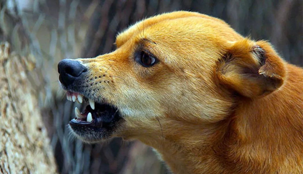 Alertă de rabie în Constanța! Vaccinați-vă animalele! - x-rabie-1774174657.webp