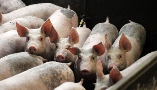 Situaţie alarmantă! Mai avem doar 3,3 milioane de porci, în România - x-situatie-alarmanta-porci-1690217766.jpg