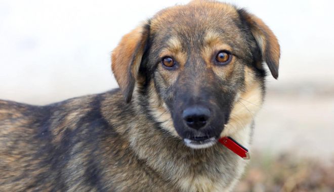 Reduceţi numărul câinilor fără stăpân de pe străzi! Sterilizaţi-vă animalele de companie! - x-sterilizare-1703765941.jpg