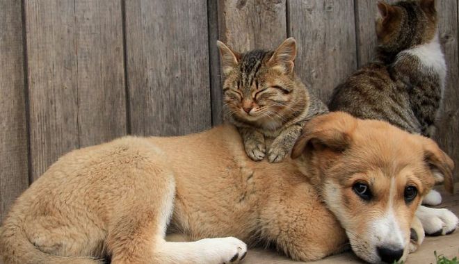 O nouă campanie de sterilizare gratuită a animalelor de rasă comună, în municipiul Constanţa