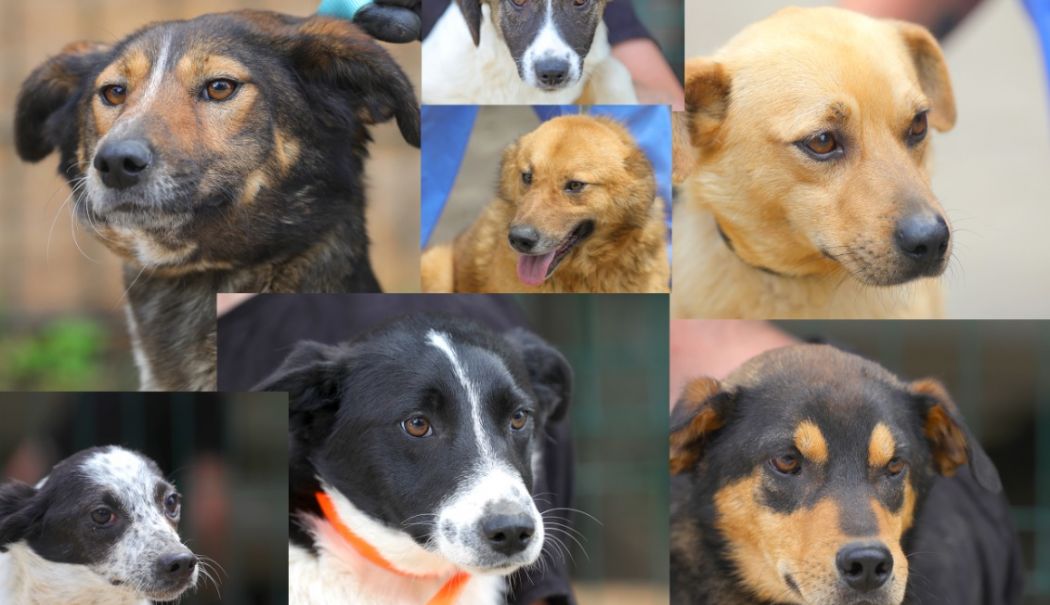Târg de adopții canine, vineri, în Parcul Tăbăcărie - x-targ-1717071790.jpeg