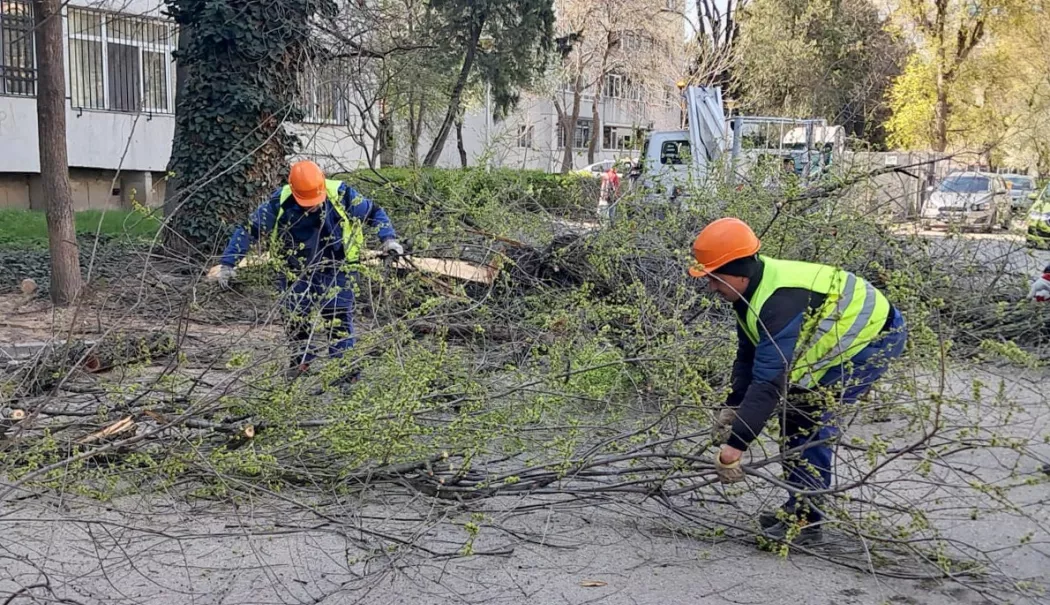 Lucrări de toaletare a arborilor în mai multe cartiere din Constanța - x-toaletare-1776420683.webp