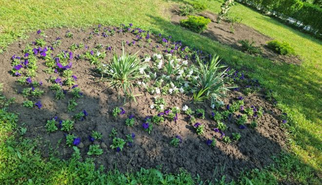 Florile din spaţiile verzi din oraş, rupte sau distruse - x-vandalizare-1685016988.jpeg