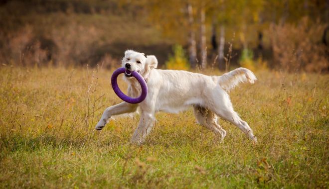 Dețineți un câine? Ce obligații aveți pentru întreținerea lor - xanimale-1675083118.jpeg