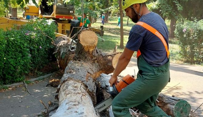 Arborii bătrâni şi tăiaţi, înlocuiţi în toamnă cu alţii tineri, la Constanţa - xarborii-1629981078.jpg