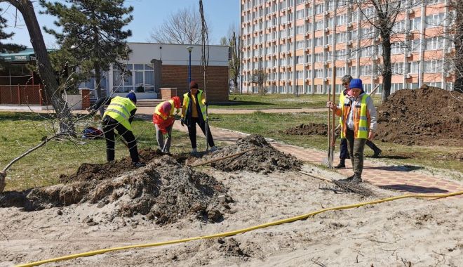 Au început plantările de copaci. Castani şi pruni, pe strada Mircea cel Bătrân şi în Mamaia