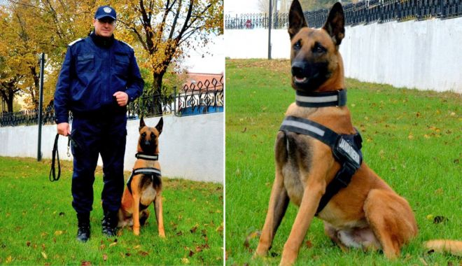 PERFORMANȚĂ. Echipă câine – instructor a Jandarmeriei, răsplătită cu media 10 la Centrul Chinologic Sibiu - xcainejandarmi4-1669114680.jpg