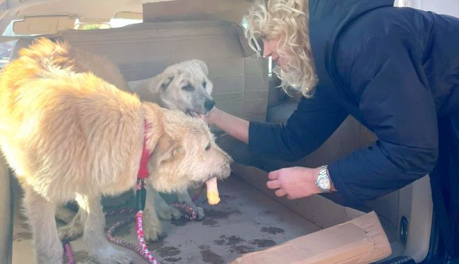Ciufi și Frumi au fost adoptați. Oferiți-le câinilor fără stăpân un nou cămin! - xcaini2-1675408698.jpeg