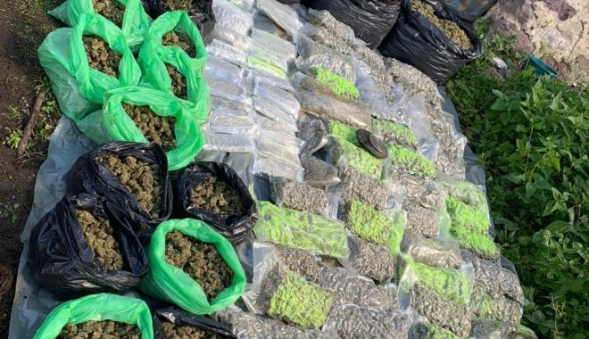 PERCHEZIȚII DIICOT: CULTURĂ DE CANNABIS, cu semințe aduse din Spania - xcannabiskile3-1663928517.jpeg