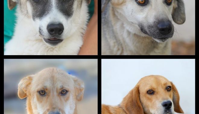 Faceți-vă rost de un prieten de sărbători! Adoptați un cățel! - xcatei-1669627481.jpg