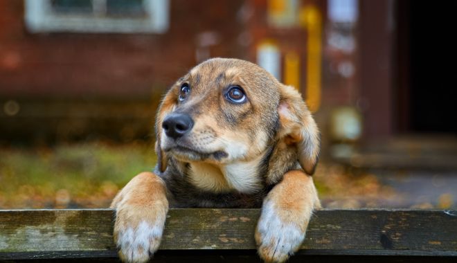 Adopţia unui câine fără stăpân este gratuită. Nu vă costă nimic - xcatei-1675948748.jpg