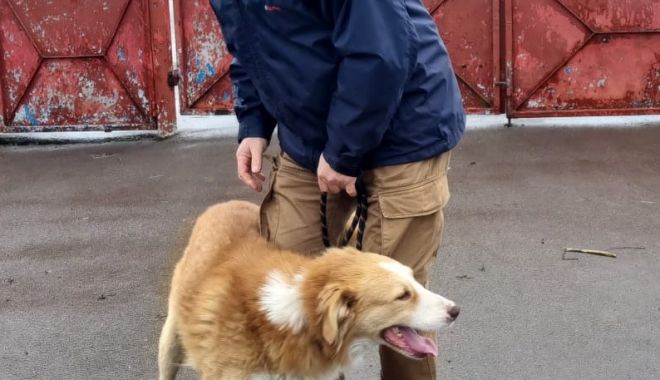 Tano nu mai trebuie să tremure de frig. Căţelul a fost adoptat de o familie iubitoare - xcatelusi-1673443748.jpg