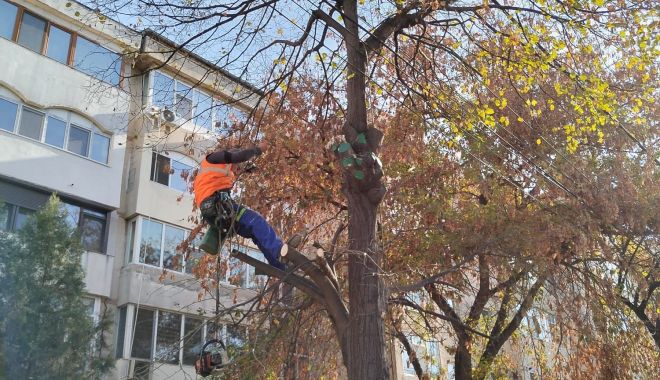 Lucrările de toaletare și corecție a arborilor continuă în cartierele constănţene - xcopaci-1669210309.jpg