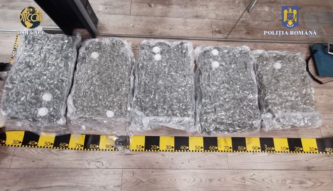 Zeci de kilograme de cannabis, aduse din Spania, confiscate de DIICOT - xdicotsuceava1-1644593723.jpg