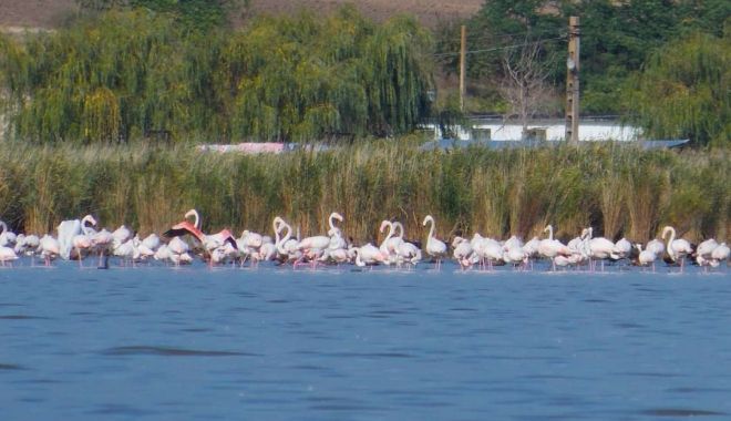 IMAGINI IMPRESIONANTE: SUTE DE PĂSĂRI FLAMINGO, în zona Jurilovca