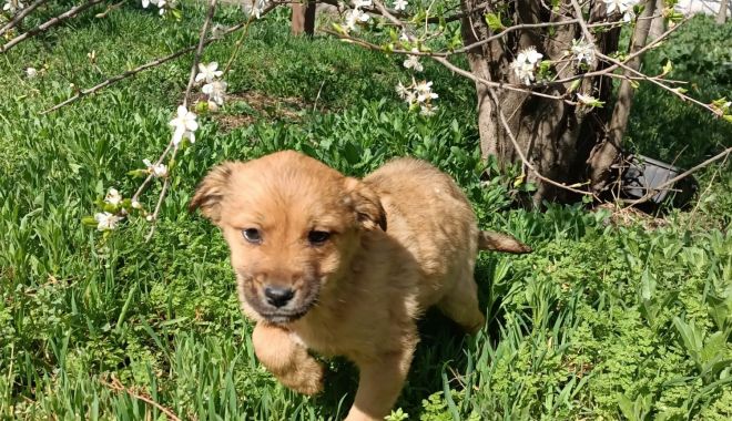 Iubeşti căţeii? Poţi adopta unul, din adăpostul de la Constanţa - xiubesticateii-1657622524.jpg