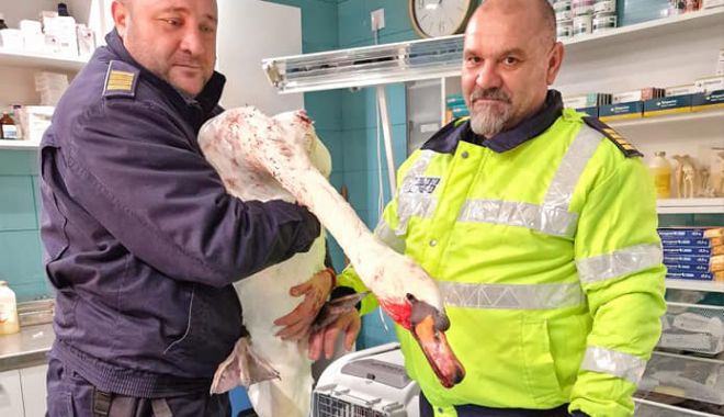 Lebădă salvată de doi polițiști de frontieră - xlebadafrontiera1-1671616593.jpg