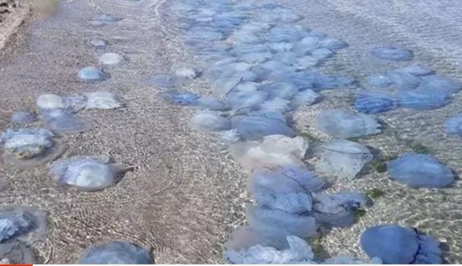 Meduzele albastre sunt aşteptate curând, la malul mării - xmeduze-1661689296.jpg
