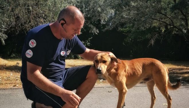 O nouă campanie de sterilizare a câinilor de rasă comună, la Constanţa - xonouacampanie-1635848962.jpg