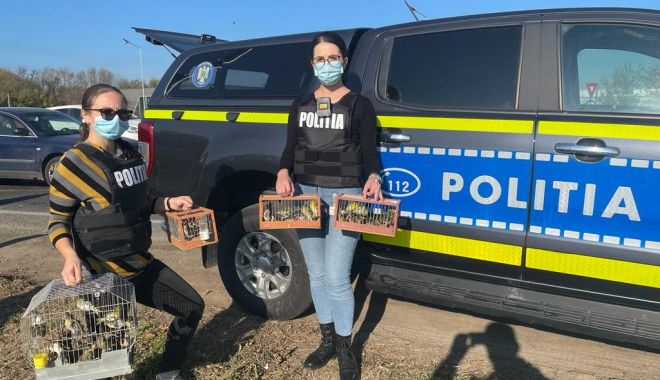 Păsări sălbatice, la vânzare în Piața Brick, eliberate de polițiștii de la Protecția Animalelor - xpasaripolitie1-1637492009.jpg