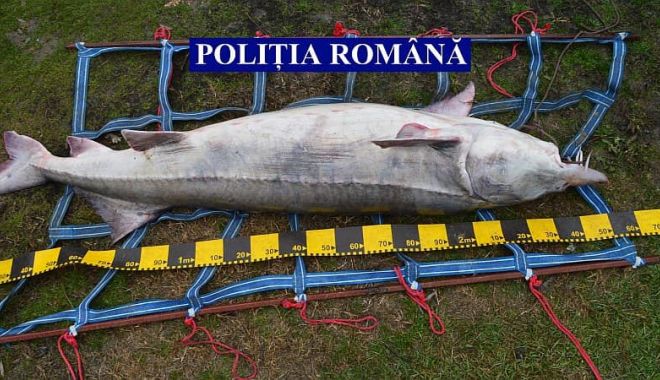 Braconajul piscicol, în vizorul Poliției. Peste 21 de tone de pește au fost conficate