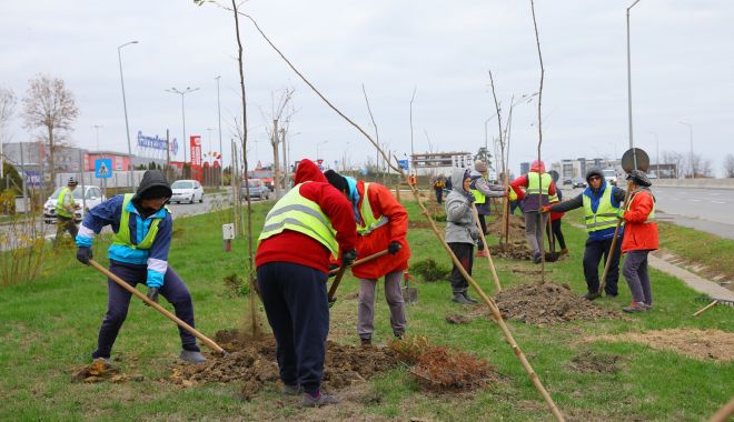 Plantări de toamnă, la Constanţa. Peste 600 de arbori, pe străzile din oraş - xplantari-1637152406.jpg