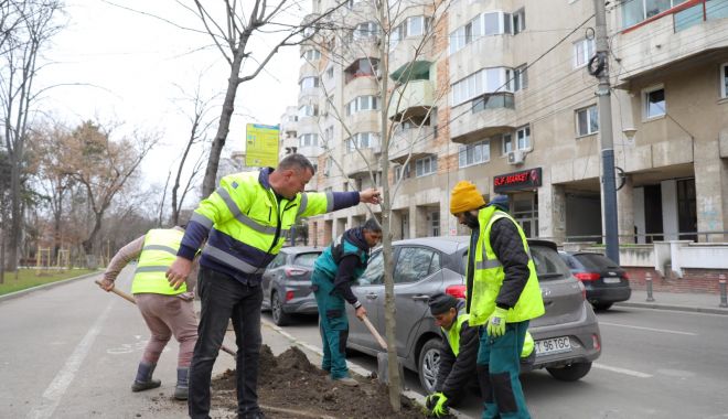 Peste 300 de pomi vor fi plantaţi în cartierele constănţene - xplantari2-1677069767.jpeg
