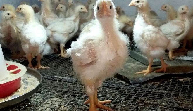 Salmonella depistată la o exploatație avicolă din județul Constanța. Ce măsuri au luat veterinarii