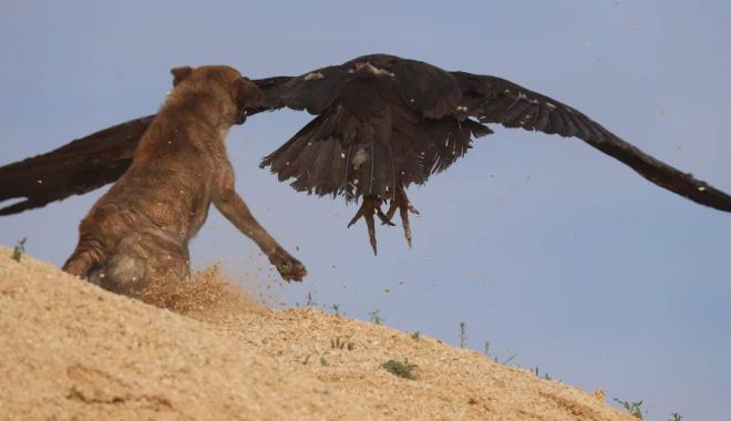 FOTO. Vultur dintr-o specie rară, atacat de câinii maidanezi la o groapă de gunoi din Constanța - xvulturagigea1-1655623124.jpg