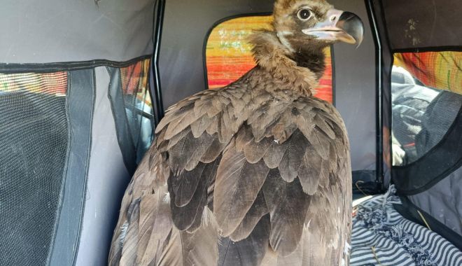 FOTO. Vultur dintr-o specie rară, atacat de câinii maidanezi la o groapă de gunoi din Constanța - xvulturagigea3-1655623158.jpg