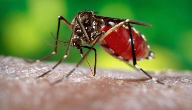 ALERTĂ DE CĂLĂTORIE! Doi oameni au murit din cauza virusului West Nile - yxnoptu5zwnkmja2ymnhmjyxodq0zjhm-1564997333.jpg