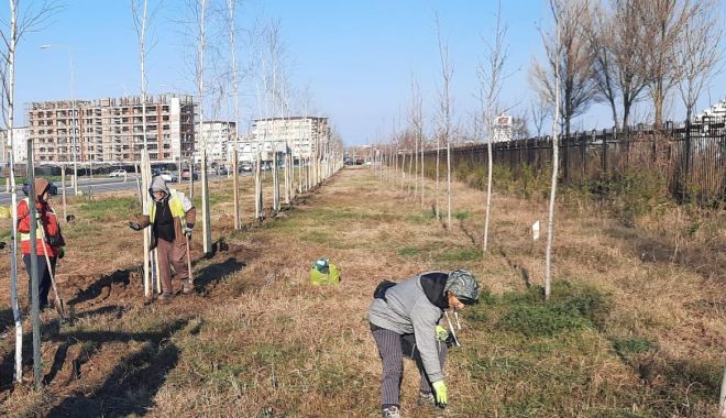 Zeci de copaci şi sute de arbuşti ornamentali, plantaţi la Constanţa - zecidecopaci-1641137894.jpg